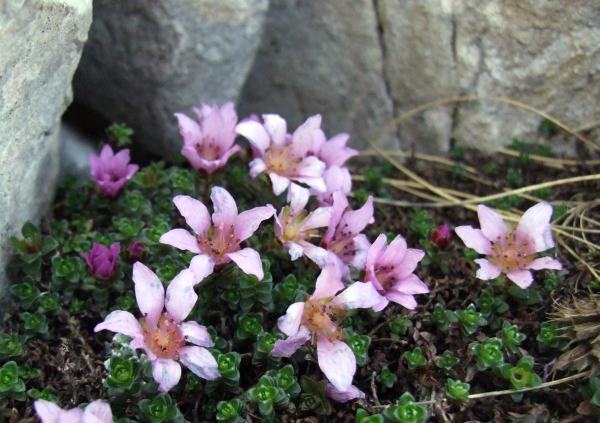 Sassifraga latina